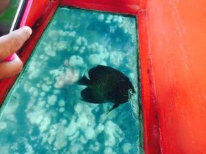 Fish through the glass bottom