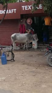 Just a starving cow outside a shop